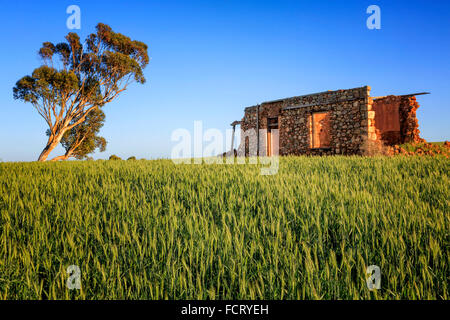 Zerstörten alten Bauernhaus mitten in einem Weizenfeld Stockfoto