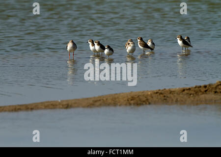 Die Sand-Regenpfeifer (Charadrius Mongolus) ist ein kleiner Watvogel in der Regenpfeifer-Familie der Vögel. Stockfoto