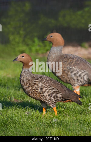 Unter der Leitung von wildfarben Gans Chloephaga Rubidiceps. Paar. Stockfoto