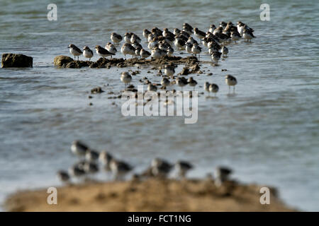 Die Sand-Regenpfeifer (Charadrius Mongolus) ist ein kleiner Watvogel in der Regenpfeifer-Familie der Vögel. Stockfoto