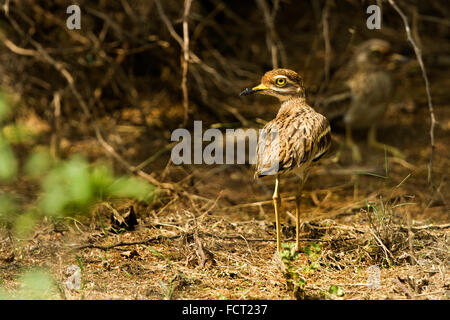 Die indische Stein-Brachvogel oder indischen Thick-knee (Burhinus Indicus) ist eine Art von Vogel in der Familie Burhinidae. Stockfoto