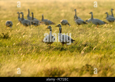 Die Bar-vorangegangene Gans ist eine mittlere bis große, blasse graue Gans mit einem markanten Schwarz-Weiß Muster auf den Kopf. Stockfoto