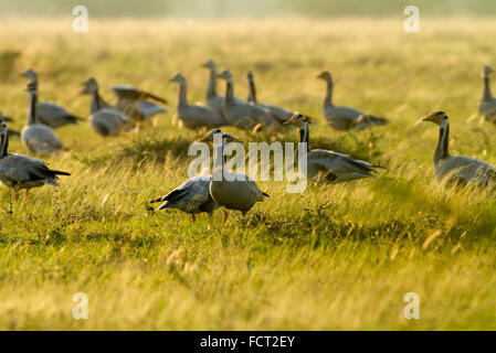 Die Bar-vorangegangene Gans ist eine mittlere bis große, blasse graue Gans mit einem markanten Schwarz-Weiß Muster auf den Kopf. Stockfoto