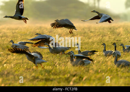 die Bar-vorangegangene Gans ist eine mittlere bis große, blasse graue Gans mit einem markanten Schwarz-Weiß Muster auf den Kopf Stockfoto