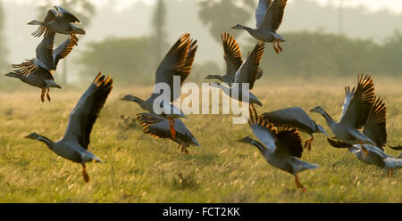 die Bar-vorangegangene Gans ist eine mittlere bis große, blasse graue Gans mit einem markanten Schwarz-Weiß Muster auf den Kopf Stockfoto