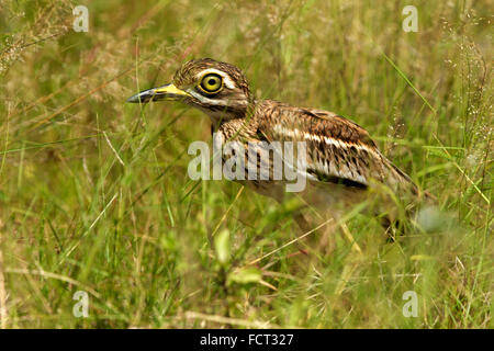 Porträt eines Vogels Dikkop oder Thick-knee Stockfoto