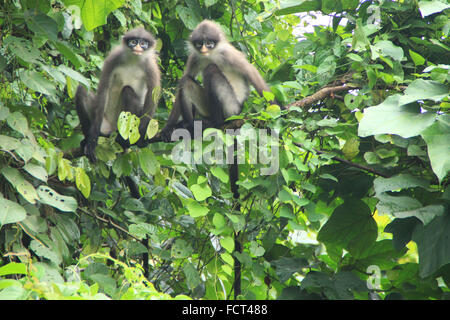 Lima Puluh Koto, West-Sumatra, Indonesien. 22. Januar 2016. WEST-SUMATRA, Indonesien - Januar 22: Der brillentragende Languren gesehen am Bukit Barisan Nationalparks am 22. Januar 2015 in Lima Puluh Koto Regentschaft, West-Sumatra, Indonesien. Der brillentragende Languren ist eine von vielen Arten von Blatt-essen Affen. Aus diesem Grund wird es manchmal als der düsteren oder brillentragende Blatt Affe bezeichnet. Es gibt Blatt fressenden Affen in Asien (z.B. brillentragende Languren) und Afrika (z. B. Colobus-Affen) © Sijori Bilder/ZUMA Draht/Alamy Live News Stockfoto