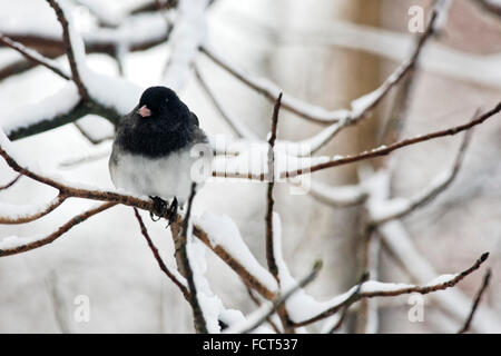 Ein dunkel-gemustertes Junco sitzt auf einem Ast Schnee Abdeckung im Winter. Stockfoto