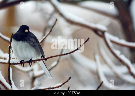 Ein dunkel-gemustertes Junco sitzt auf einem Ast Schnee Abdeckung im Winter. Stockfoto