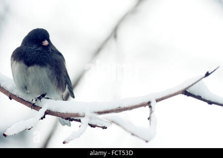 Ein dunkel-gemustertes Junco sitzt auf einem Ast Schnee Abdeckung im Winter. Stockfoto