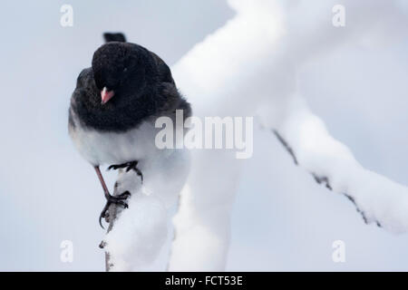 Ein dunkel-gemustertes Junco sitzt auf einem Ast Schnee Abdeckung im Winter. Stockfoto