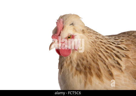 Österreichischen Sulmtaler Henne Huhn Kopf geschossen isolierten auf weißen Hintergrund Stockfoto