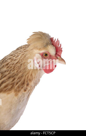 Österreichischen Sulmtaler Henne Huhn Kopf geschossen isolierten auf weißen Hintergrund Stockfoto