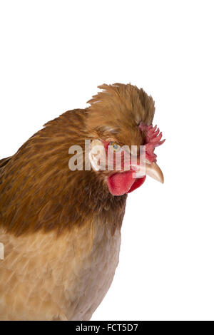 Österreichischen Sulmtaler Henne Huhn Kopf geschossen isolierten auf weißen Hintergrund Stockfoto