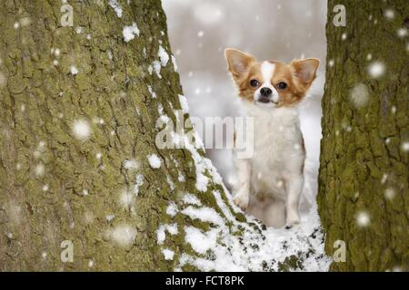 Langhaar Chihuahua Stockfoto