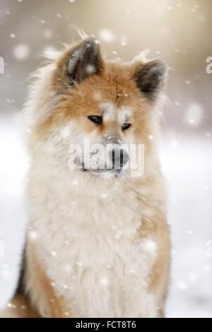 Akita Inu Portrait Stockfoto