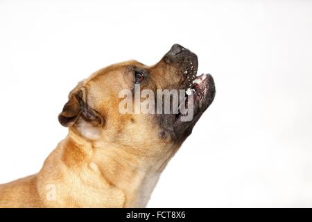 Staffordshire Bullterrier Portrait Stockfoto