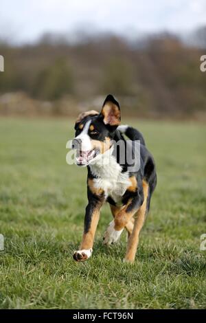 laufen mehr Schweizer Sennenhund Stockfoto