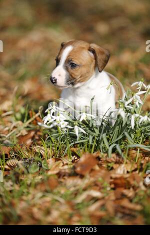 Jack-Russell-Terrier Welpen Stockfoto
