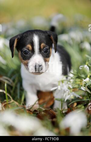 Jack-Russell-Terrier Welpen Stockfoto