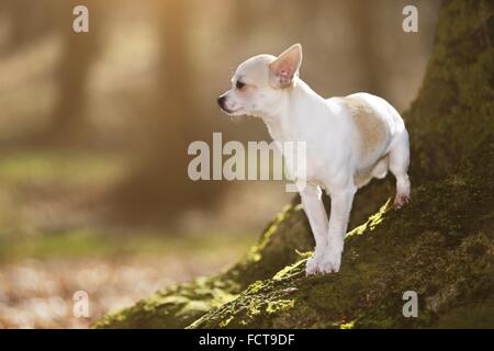 Chihuahua Stockfoto