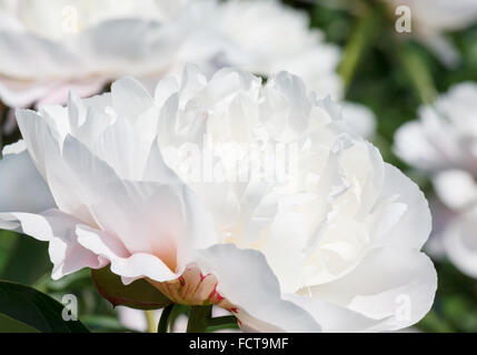 Nahaufnahme der weißen Pfingstrose Blume Stockfoto