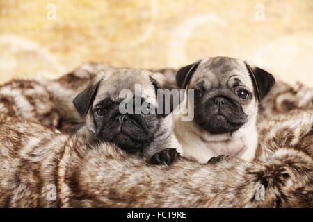 Mops Welpen Stockfoto