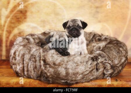 Mops Welpen Stockfoto