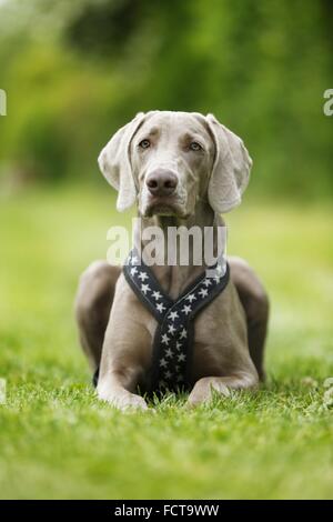 liegenden kurzhaarigen Weimaraner Stockfoto