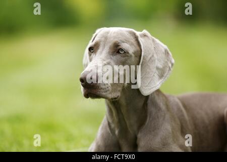 kurzhaarigen Weimaraner-Porträt Stockfoto