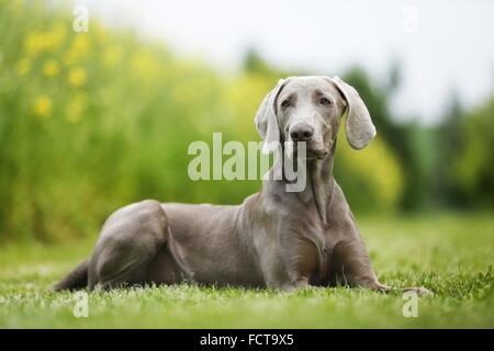 liegenden kurzhaarigen Weimaraner Stockfoto