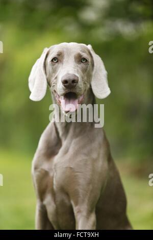 kurzhaarigen Weimaraner-Porträt Stockfoto