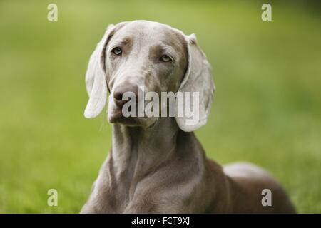 kurzhaarigen Weimaraner-Porträt Stockfoto