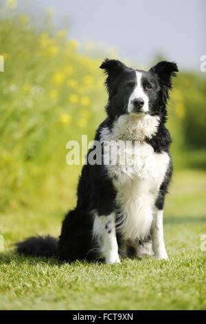 Border-Collie sitzend Stockfoto