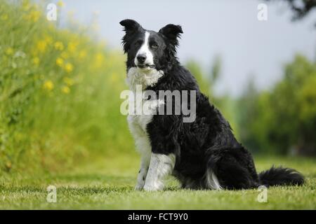 Border-Collie sitzend Stockfoto