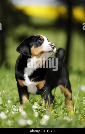 Mehr Schweizer Berg Hund Welpen in Blumenwiese Stockfoto