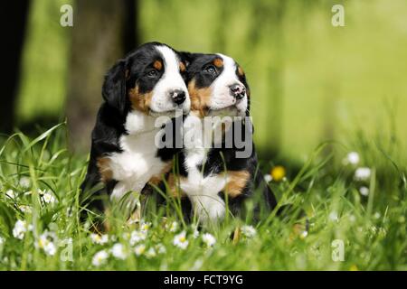 Mehr Schweizer Berg Hund Welpen in Blumenwiese Stockfoto
