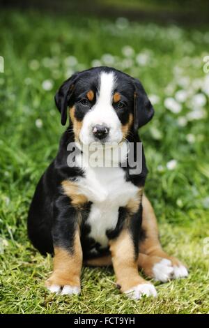 Mehr Schweizer Berg-Hund-Welpe auf dem Lande Stockfoto