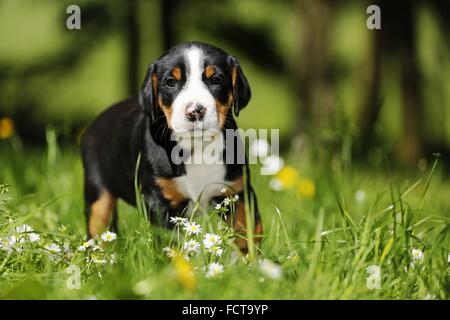 Mehr Schweizer Berg Hund Welpen in Blumenwiese Stockfoto