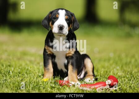 Mehr Schweizer Berg-Hund-Welpe auf dem Lande Stockfoto