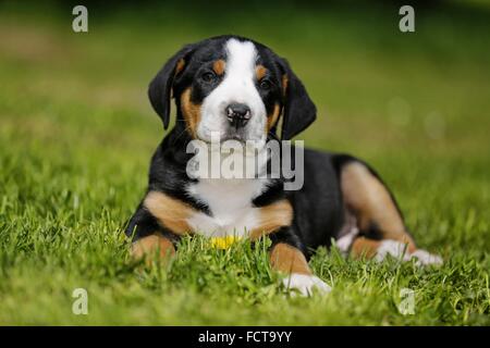 Mehr Schweizer Berg-Hund-Welpe auf dem Lande Stockfoto