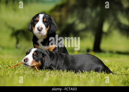 2 größere Schweizer Berg Hundewelpen auf dem Lande Stockfoto