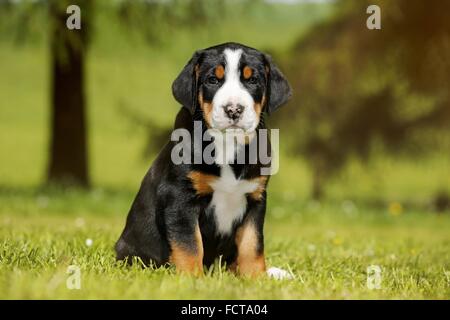 Mehr Schweizer Berg-Hund-Welpe auf dem Lande Stockfoto