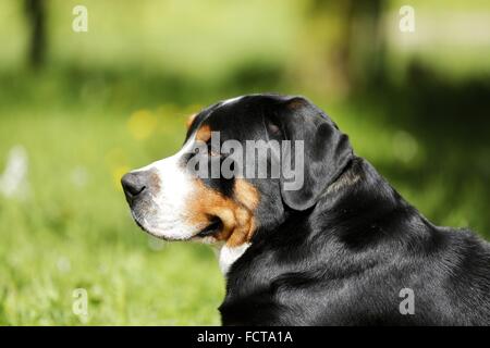 Mehr Swiss Mountain Dog Portrait Stockfoto