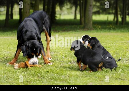 Große Schweizer Sennenhunde Stockfoto