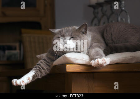 süße Britisch Kurzhaar Katze wacht auf einem Tisch im Wohnzimmer Stockfoto