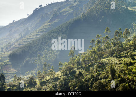 Landschaft mit landwirtschaftlichen Flächen, Bwindi Nationalpark in Süd-Uganda, Afrika Stockfoto