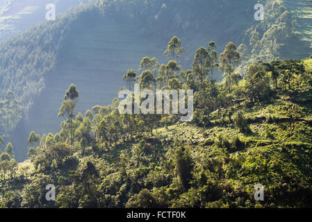 Landschaft mit landwirtschaftlichen Flächen, Bwindi Nationalpark in Süd-Uganda, Afrika Stockfoto