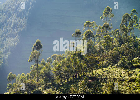 Landschaft mit landwirtschaftlichen Flächen, Bwindi Nationalpark in Süd-Uganda, Afrika Stockfoto