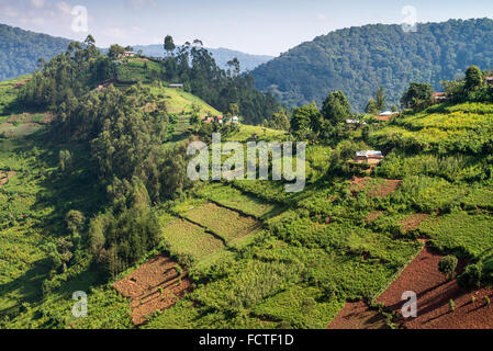 Landschaft mit landwirtschaftlichen Flächen, Bwindi Nationalpark in Süd-Uganda, Afrika Stockfoto